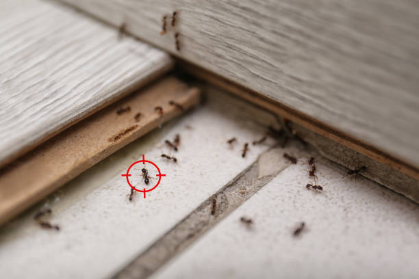 Best Pest Control Near Me  in Salmon, ID