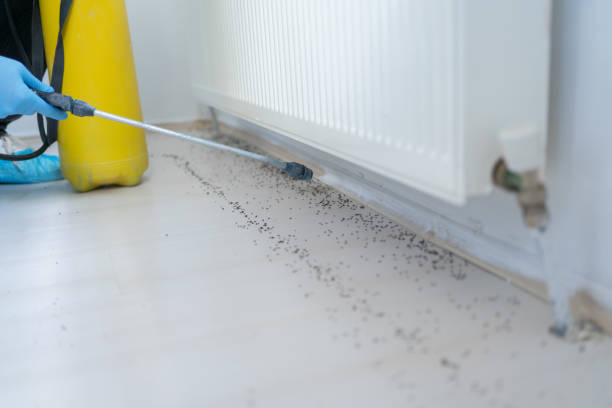 Best Rat Extermination Near Me  in Salmon, ID